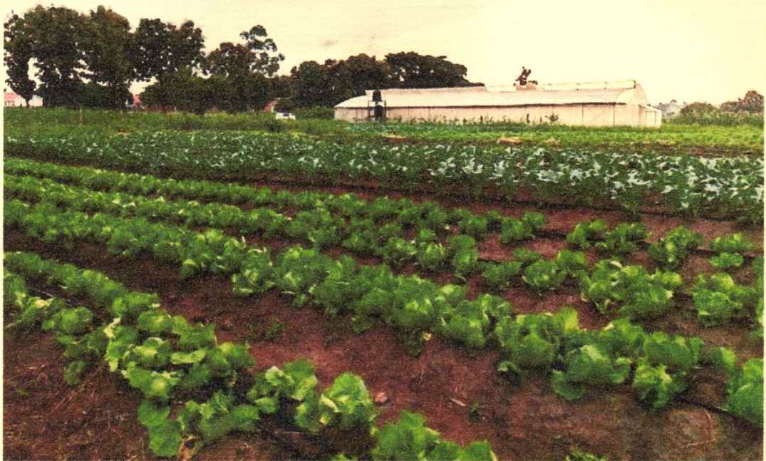 Kyabbumba Primary School Sel-Sustainability Farming Project